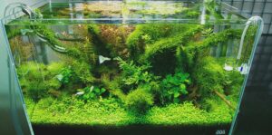 Nature-style-aquascape