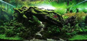 Aquascaping-styles-nature-aquarium-creating-shadow-4