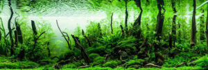 Nature-aquarium-aquascaping