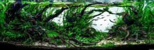 Nature-aquarium-aquascaping-5